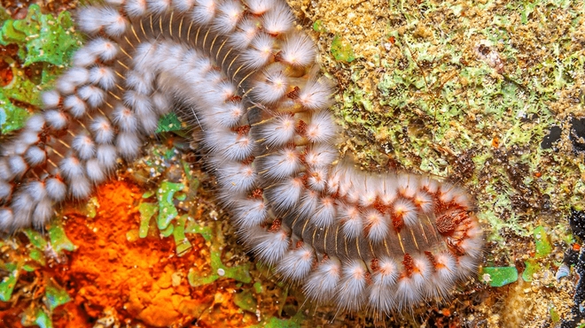 Les poils urticants du "ver de feu", ou Amphinomidae, peuvent provoquer des démangeaisons et des brûlures