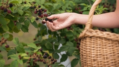 Qu’est-ce que l’échinococcose, qui s’attrape en cueillant des fruits en forêt ?