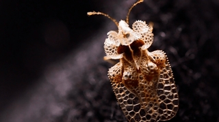 Qu'est-ce que le tigre du platane, cet insecte qui démange partout en France ?