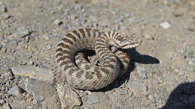 Le jeune garçon a fait un choc anaphylactique suite à une allergie au venin de serpent