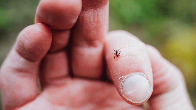 La tique est vectrice de nombreuses maladies