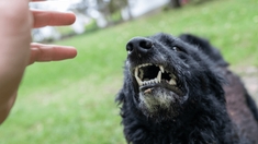 Comment venir à bout de sa phobie des animaux ?