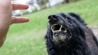 Comment venir à bout de sa phobie des animaux ?