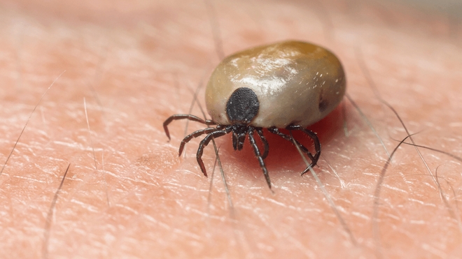 La babésiose est provoquée par les tiques à pattes noires, surnommées "tiques du chevreuil" 