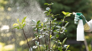 Pesticides : une fleuriste se bat pour sa fille, morte d'un cancer à 11 ans