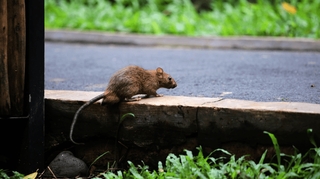 Aisne : il meurt de la leptospirose après avoir été mordu par un rat infecté