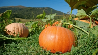 Comment différencier les courges amères des courges comestibles ?