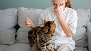 Comment se débarrasser d'une allergie au chat ?