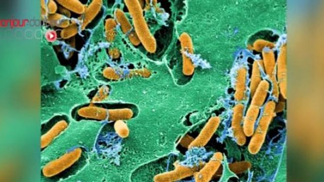 La bactérie E. coli est la plus commune de nos bactéries intestinales.