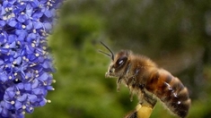 Une abeille sur l'autoroute