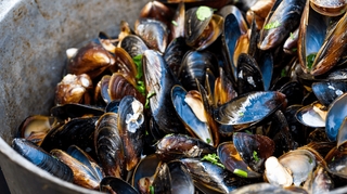 Peut-on manger des moules quand on est enceinte ?