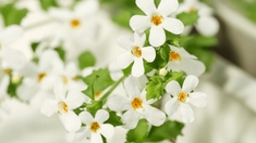 Examens : des plantes pour réduire le stress et améliorer sa concentration