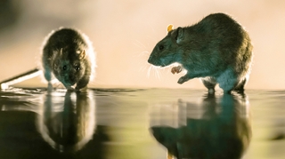 Paris : la chasse aux rats est ouverte
