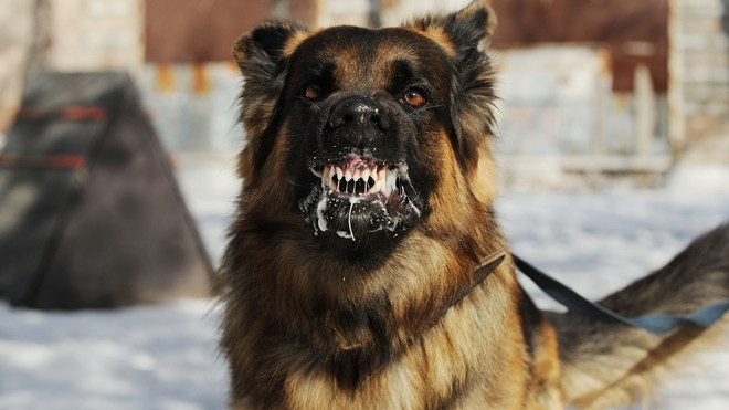Le chien est l'un des principaux vecteurs de la rage (photo d'illustration)