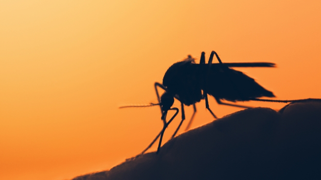 Certains moustiques infectés du genre Anophèles peuvent transmettre le paludisme (photo d'illustration)