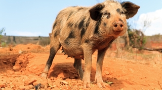 Cameroun : la peste porcine africaine fait des ravages