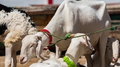 Les Sénégalais célèbrent la Tabaski, sous la menace du Covid-19