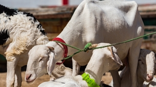 Les Sénégalais célèbrent la Tabaski, sous la menace du Covid-19