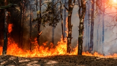 Algérie : Plusieurs hectares de forêts à Khenchela partent en fumée