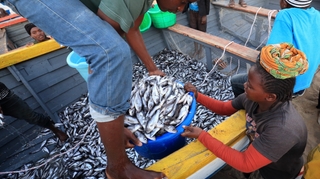 Farine et huile de poisson : l'exportation affame l'Afrique de l'Ouest