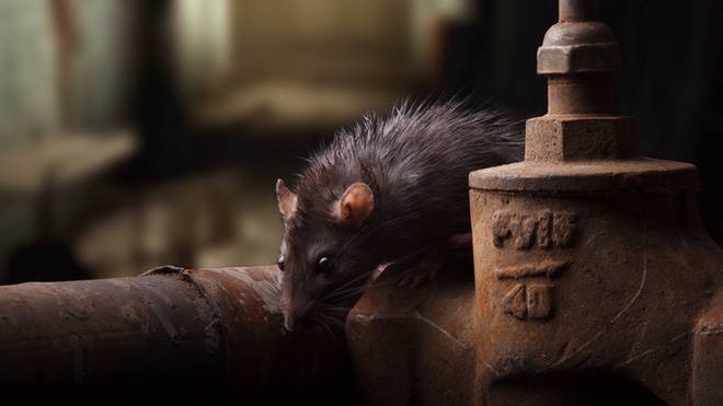 La transmission de la peste à l'homme se fait via les puces infectées présentes sur certains rongeurs (photo d'illustration)