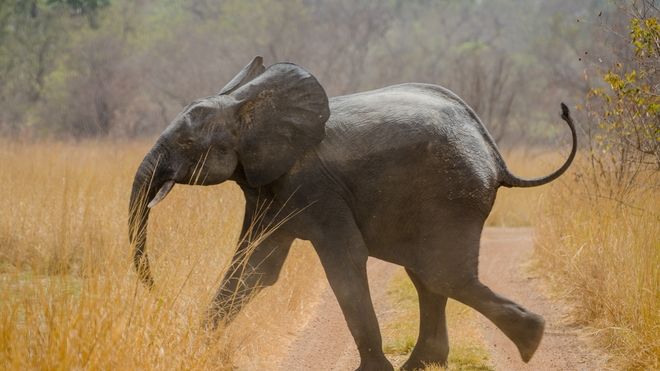 La population de pachydermes a été divisée par deux en 30 ans (Image d'illustration)