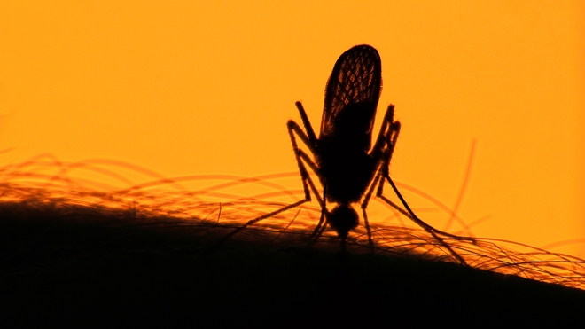 Le moustique tigre se nourrit surtout le soir