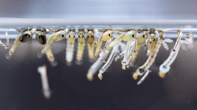 Le premier stade du moustique, après le stade des oeufs, est donc la larve de moustique