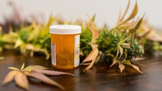 Au Maroc, le cannabis thérapeutique fait débat