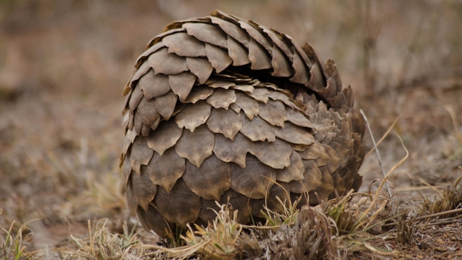 Lorsqu'il est en danger, le pangolin se roule en boule
