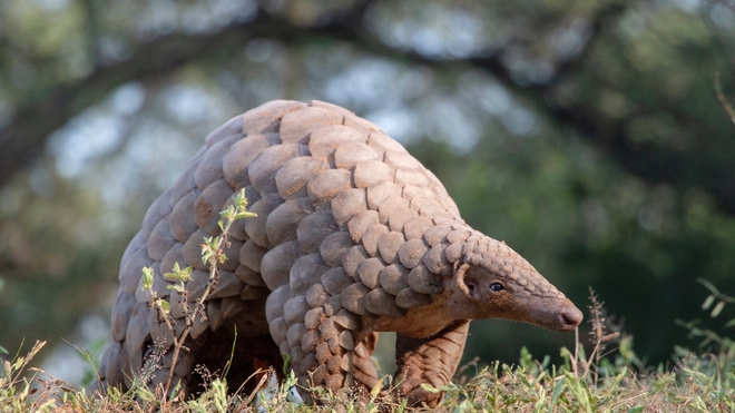 Le pangolin est l'une des espèces les plus braconnées au monde (Image d'illustration)
