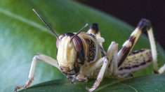Le criquet pèlerin, l'insecte qui affame l'Afrique