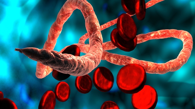 Le virus d'Ebola a fait une nouvelle victime en République démocratique du Congo (photo d'illustration)