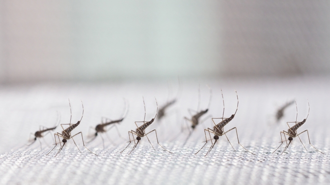 Certains moustiques du genre Aedes peuvent transmettre la fièvre jaune (photo d'illustration)