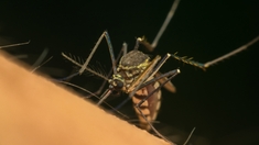 Rage, dengue, bilharziose... ces maladies tropicales négligées qui pèsent sur l'Afrique