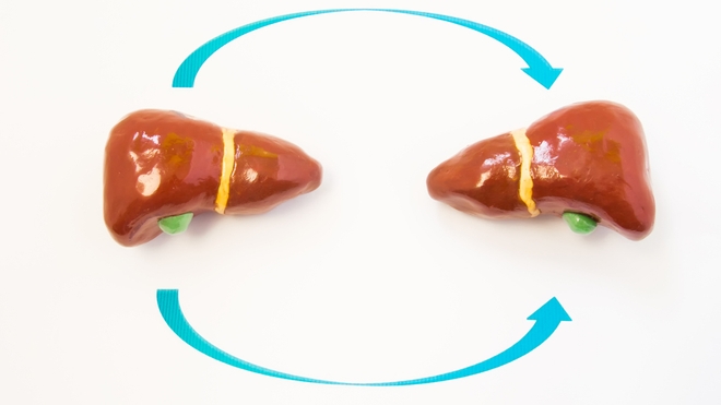 Illustration d'une greffe de foie