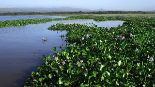 Paludisme : La jacinthe d'eau, si belle mais si dangereuse