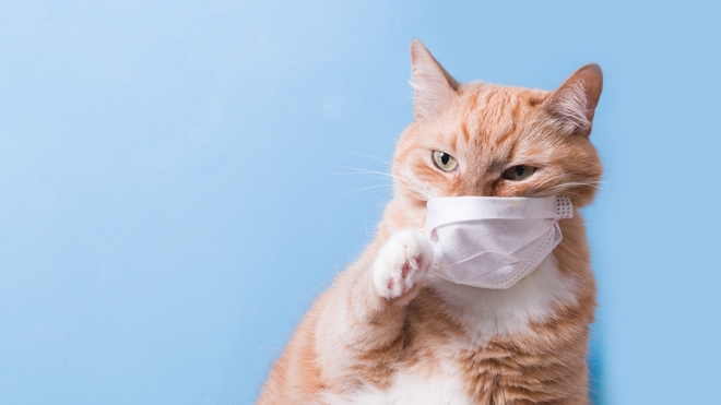 Certains chats ont été infectés au coronavirus par un contact étroit avec des humains qui le sont eux-mêmes (Illustration)