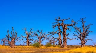Reforestation : le Sénégal veut planter 20 millions d'arbres