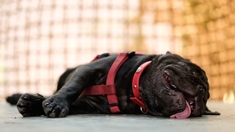 Chien... attention au coup de chaleur