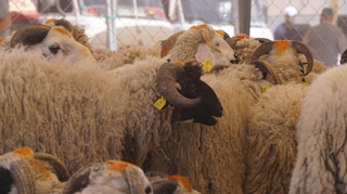 Aïd Al Adha : comment choisir un mouton en bonne santé ?