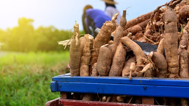 Le manioc fait partie des tubercules qui sont riches en potassium (photo d'illustration)