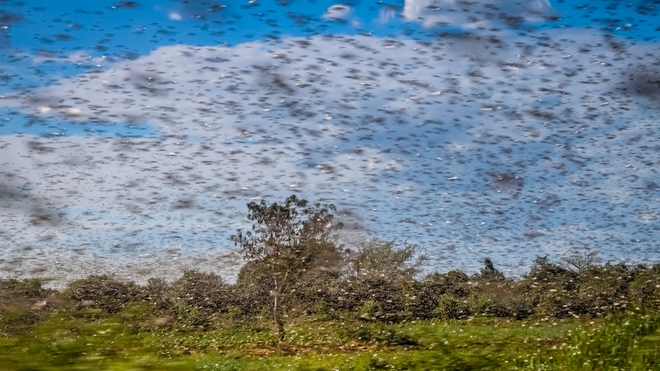 Un énorme essaim de criquets affamés (photo d'illustration)