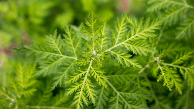 L'artemisia pourrait bientôt être utilisée au Cameroun pour lutter contre le coronavirus (photo d'illustration)