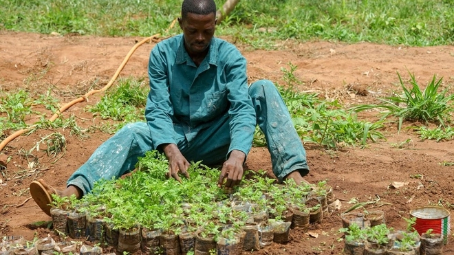 De nombreux Africains se ruent sur l'artemisia pour se protéger du coronavirus (photo d'illustration)
