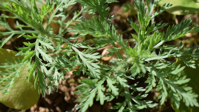 L'artemisia herbal alba est très prisée par les Marocains (photo d'illustration)