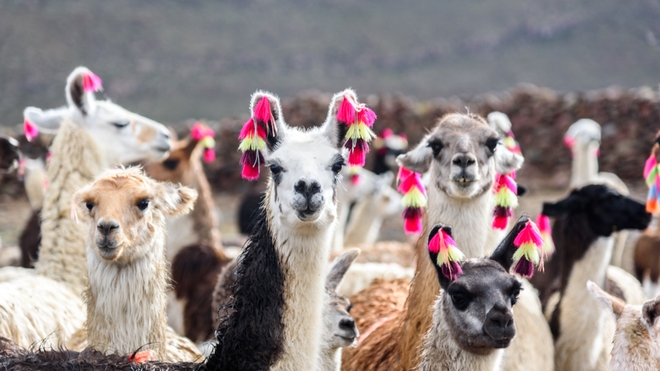 Selon des chercheurs, le lama pourrait permettre de trouver un traitement contre le Covid-19 (photo d'illustration)