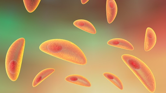 Si elle est anodine pour le commun des mortels, la toxoplasmose est très dangereuse pour le foetus (Illustration)