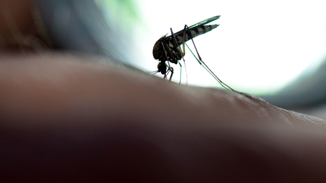 En cette période de fortes pluies, les moustiques Aedes se multiplient plus facilement (Illustration)