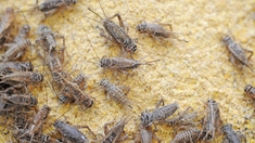 Les criquets pèlerins prennent d’assaut l’Afrique de l’Est